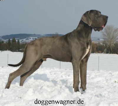 Ch Kryptos Vom Hause Wagner