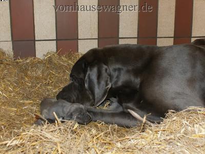 Kopros Vom Hause Wagner