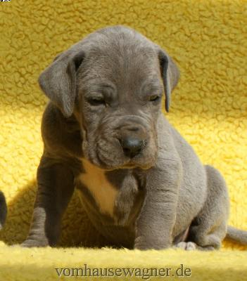 Kopros Vom Hause Wagner