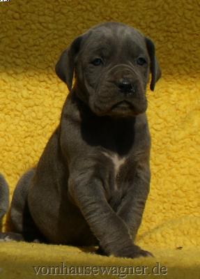 Karma Vom Hause Wagner