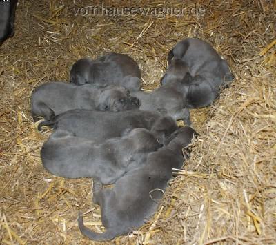 Karma Vom Hause Wagner