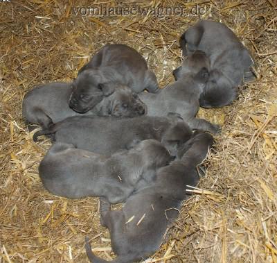 Kazik-hugo Vom Hause Wagner