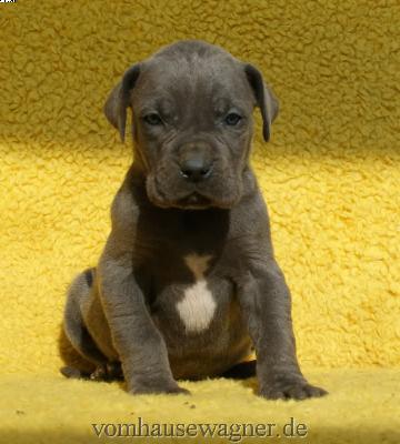 Kazik-hugo Vom Hause Wagner