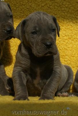 Krona Vom Hause Wagner