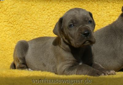 Kapitza Vom Hause Wagner