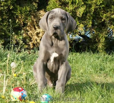 Lescot Vom Hause Wagner