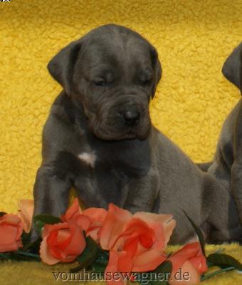 Lescot Vom Hause Wagner