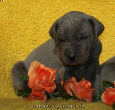 Lescot Vom Hause Wagner