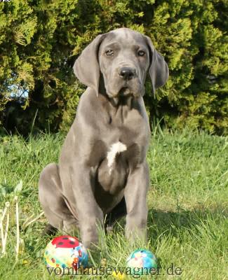 Lescot Vom Hause Wagner