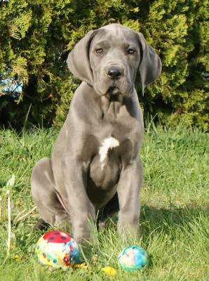 Lescot Vom Hause Wagner