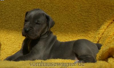 Lerida Vom Hause Wagner