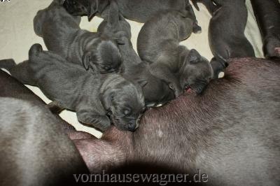 Lerida Vom Hause Wagner