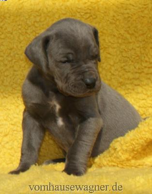 Lerida Vom Hause Wagner