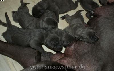 Lafayette Vom Hause Wagner