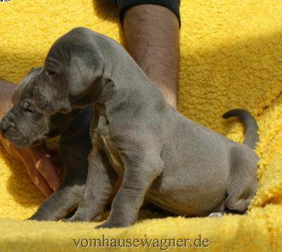 Lafayette Vom Hause Wagner