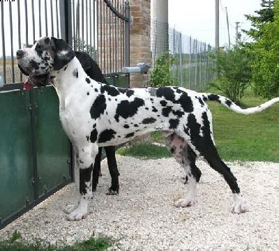 Beowulf-a Del Castello Delle Rocche