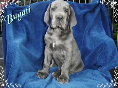 Bugati Von Blue Ground