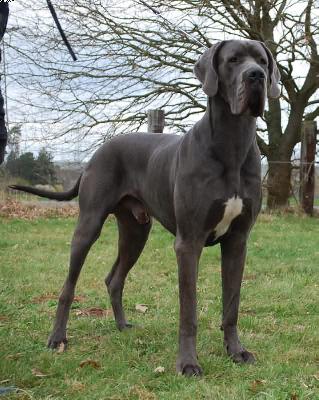 Brabus Von Blue Ground