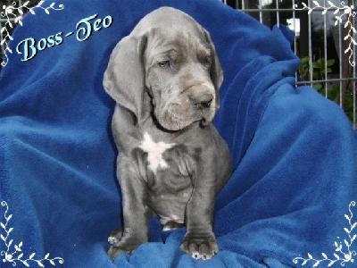 Boss-teo Von Blue Ground