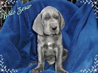 Bodo-zesar Von Blue Ground