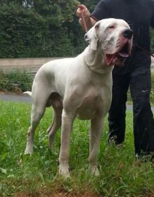 Lamar-bunk Vom White Temple