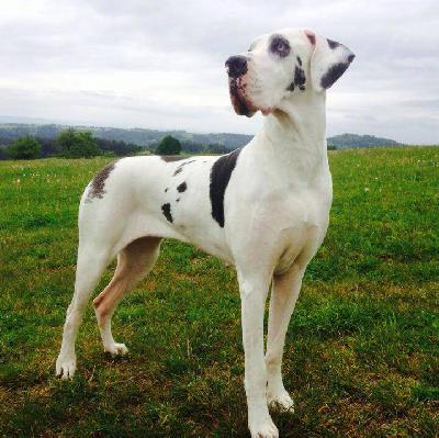 Ch Lamia Vom White Temple