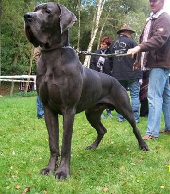 Ch Gigant Usher Junior Vom Edersee