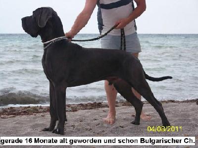 Ch Gigant Usher Junior Vom Edersee