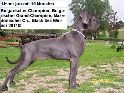 Ch Gigant Usher Junior Vom Edersee