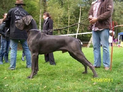 Ch Gigant Usher Junior Vom Edersee