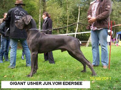 Ch Gigant Usher Junior Vom Edersee