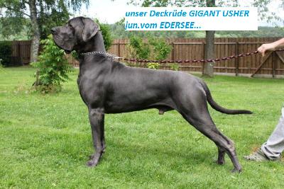 Ch Gigant Usher Junior Vom Edersee