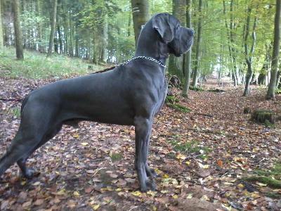 Ch Gigant Usher Junior Vom Edersee