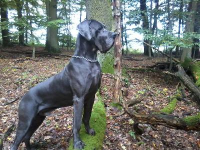 Ch Gigant Usher Junior Vom Edersee