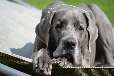 Grace Abygail Vom Edersee