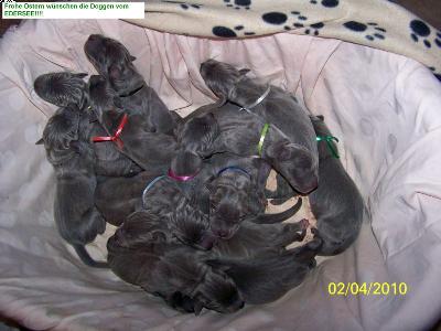 Genesis Blue Diamond Vom Edersee