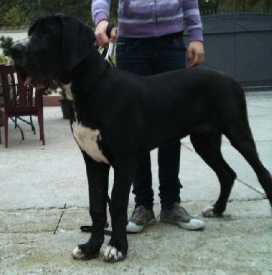 Diva-Donna Von Schlesien