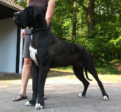 Diva-Donna Von Schlesien