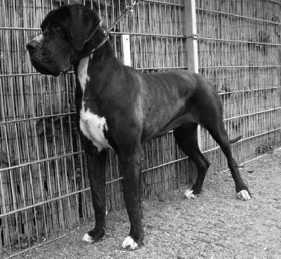 Diva-Donna Von Schlesien