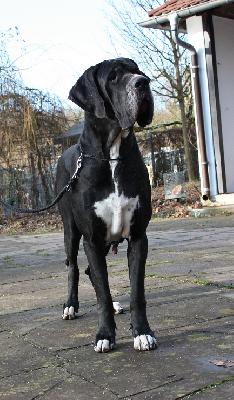 Diva-Donna Von Schlesien