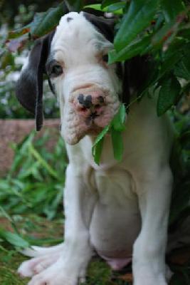 Corrundum Von Blue Ground