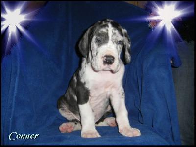 Conner Von Blue Ground