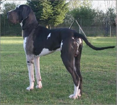 Calypso Von Blue Ground