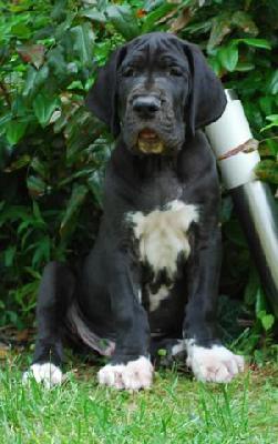 Chekker Von Blue Ground