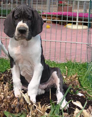 Cooper Von Blue Ground