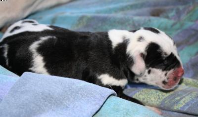 Balduin Vom Haus Heinbach