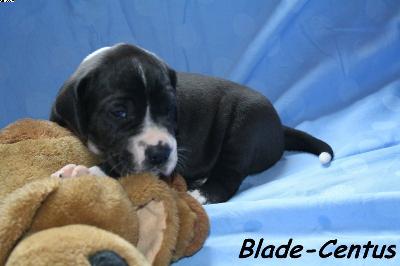 Blade-centus Vom Haus Heinbach