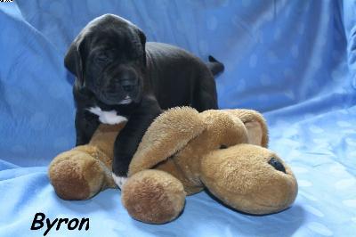 Byron Vom Haus Heinbach