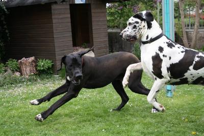Byron Vom Haus Heinbach