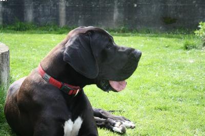 Byron Vom Haus Heinbach